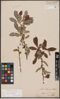 Foto von Salix caprea L. x Salix eleagnos Scop.